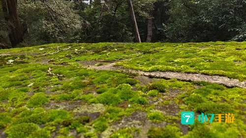 墓地苔
