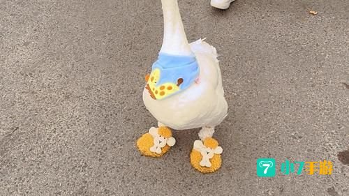 网红鹅