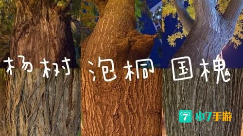 大树皮肤